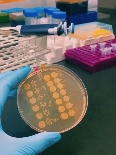 Hannah Prensky's bacterial plate biology lab
