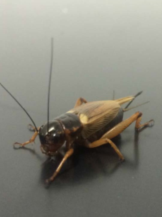 One Gryllus bimaculatus (aka two-spotted) cricket