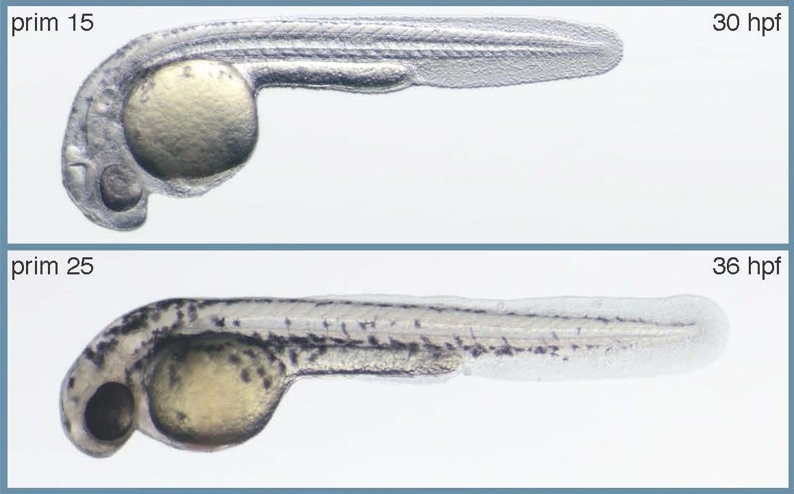 Stages of Zebrafish embryonic development