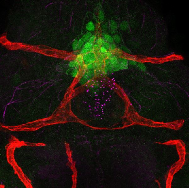 Image of Anjali Jawa's Research