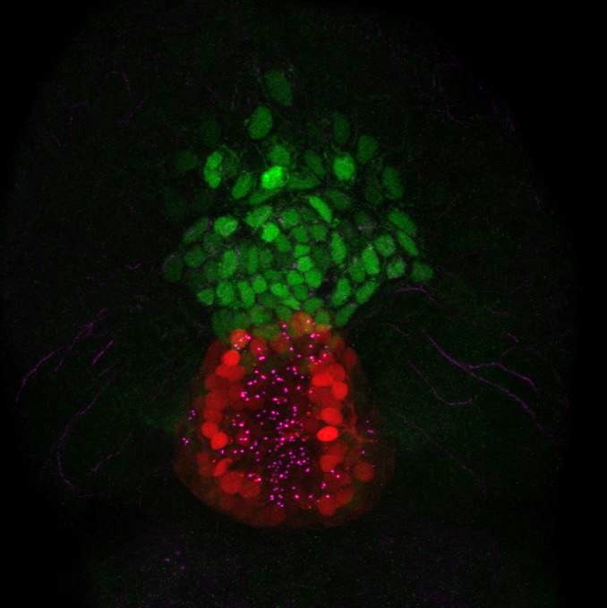 Image of Anjali Jawa's Research
