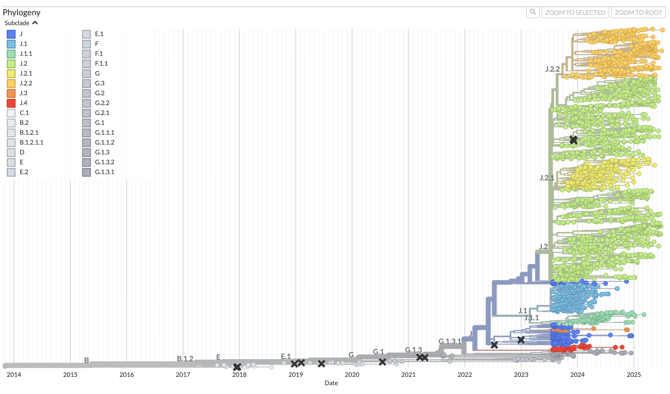 Phylogenetic tree: Real-time tracking of influenza A/H3N2 evolution