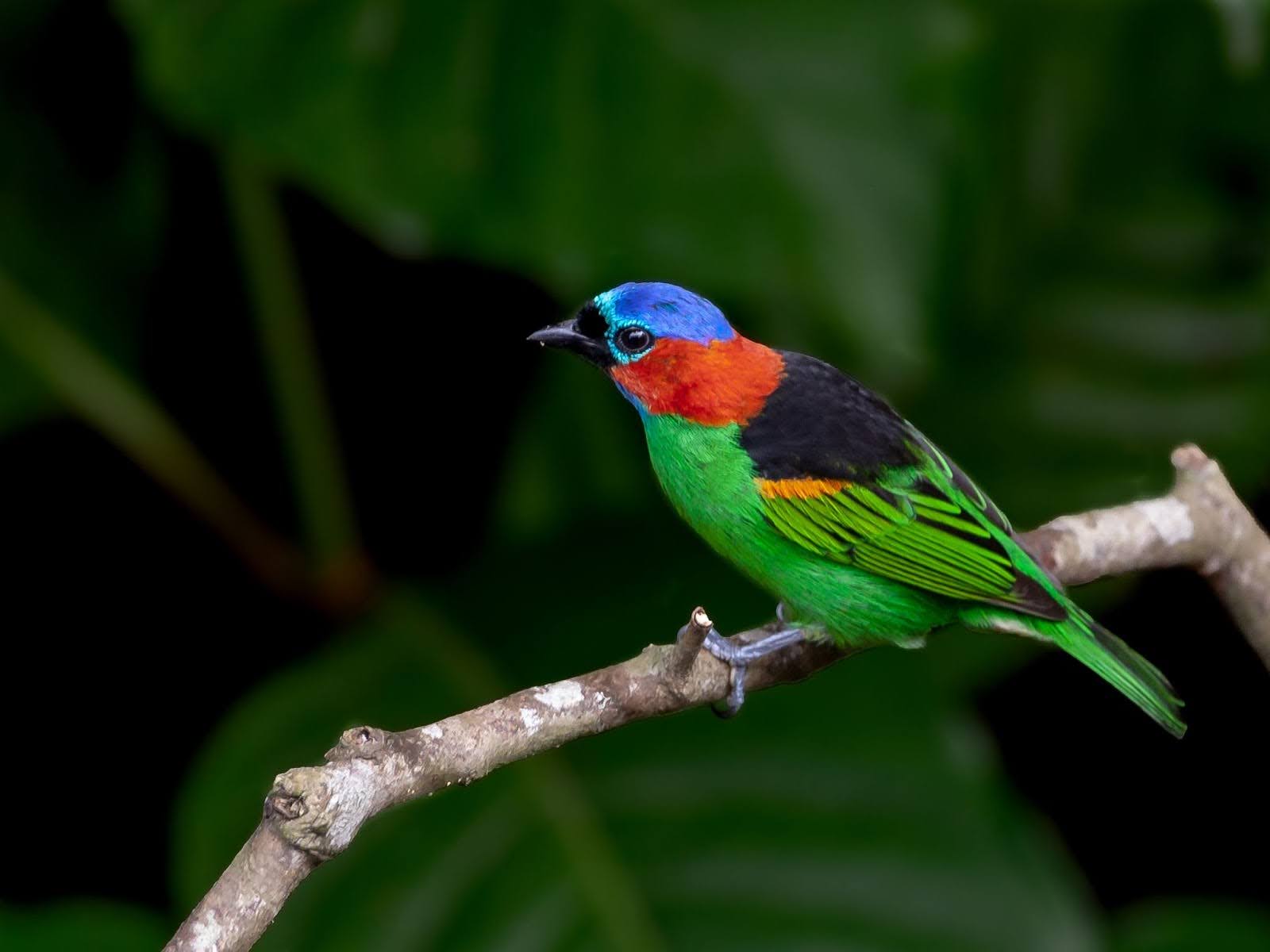 marcondes favorite bird