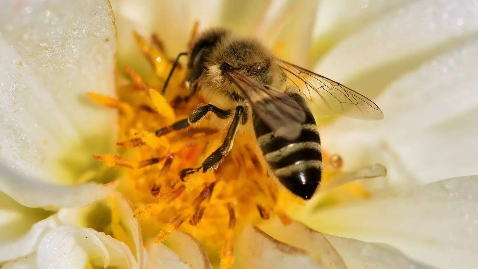 Honey bees biology snow lab