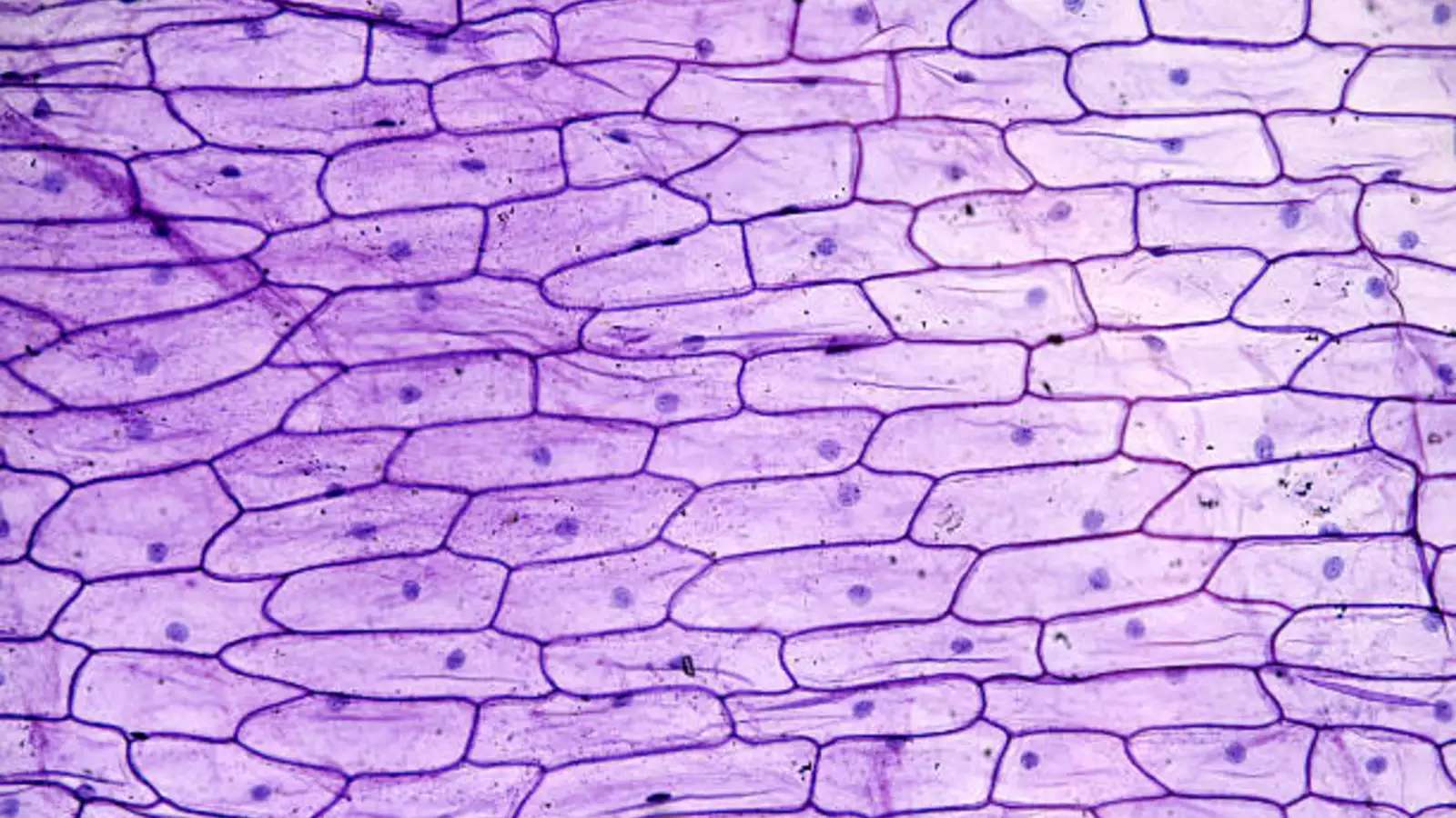 Onion epidermis cells