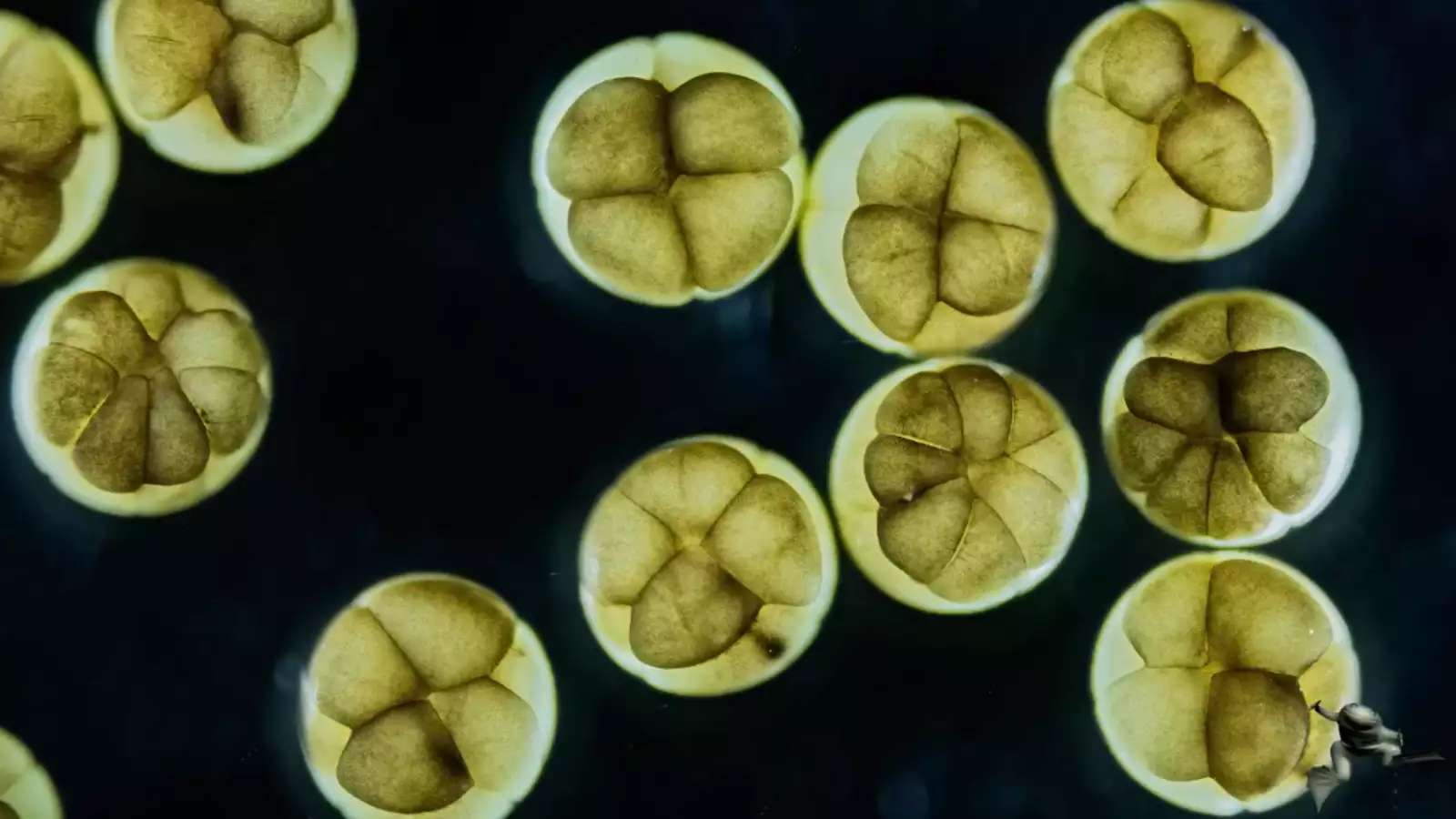 several embryos cleaving 