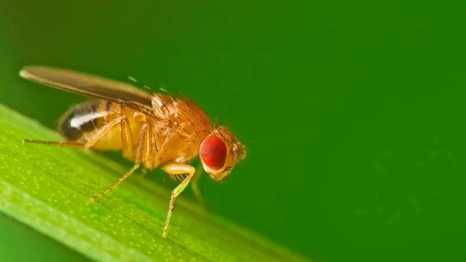 Fruit Fly Image