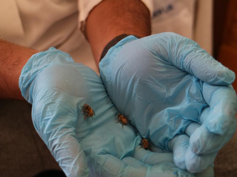 Corey Marshalleck holds newborn bees in the lab