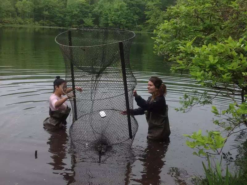 2 students wading in a body of water to their waists, holding a large wire net