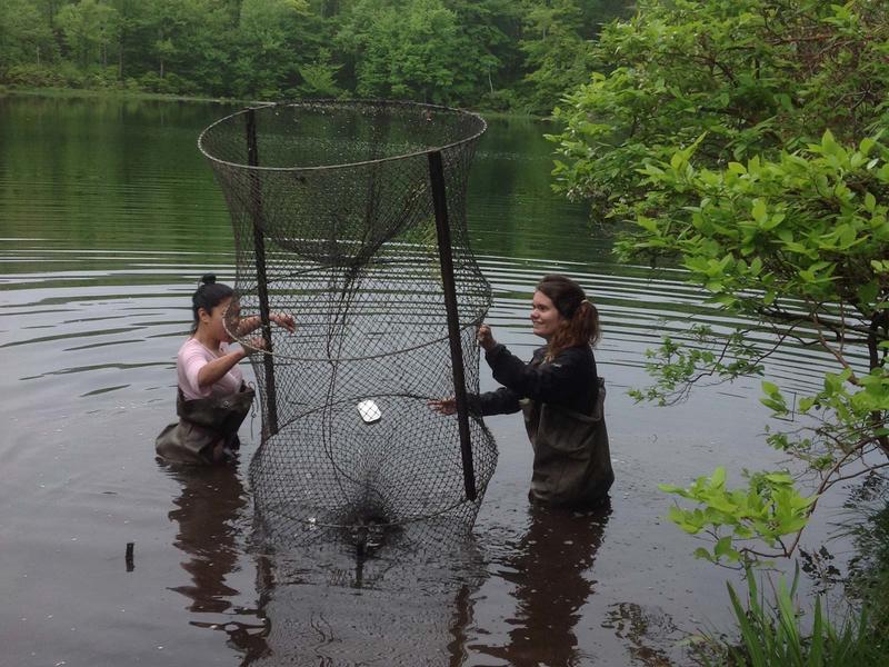 2 students wading in a body of water to their waists, holding a large wire net